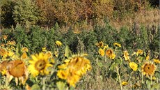 Mu� si na �umpersku vysázel na poli p�es �trnáct stovek rostlin konopí. Pokus