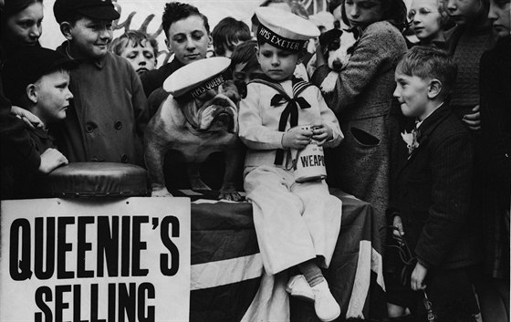 Buldok jménem Queenie na výstav ps v Twickenhamu v roce 1941.