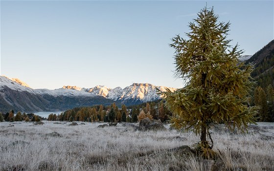 Pivstate si na rann jinovatku. vcarsko, Pontresina 