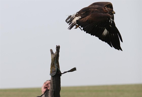 Sokolník Frantiek Chrpa zkouí tstí s orlem na zaátku lovu v Jasenné.