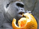 GORILÍ HALLOWEEN. Stíbrohbetá gorila Jomo v zoo v Cincinnati výká dýni....