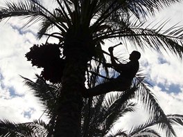 SKLIZE DATLÍ. Palestinský zemdlec v jiní ásti Gazy plhá na vrchol palmy,...