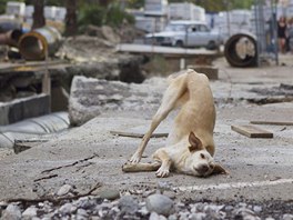 A dog frolics in the street in central Sochi 