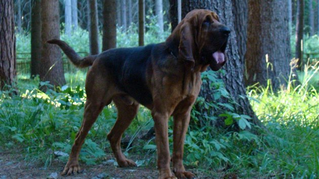 Desetiletý bloodhound Forrest Gump