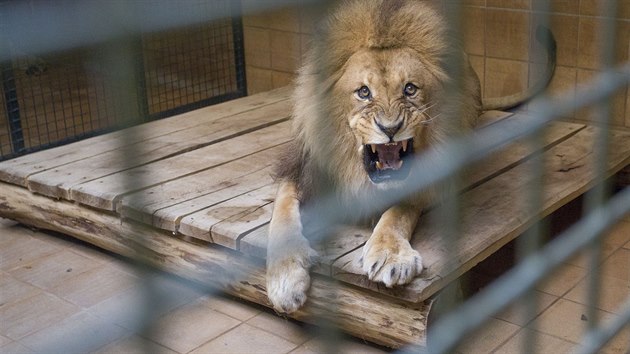 K devatenctiletmu samci Trezorovi ve zlnsk zoologick zahrad pibyly dv mlad lvice.