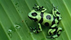 Nkdo dá pednost chlupatému mazlíkovi, jiný barevné abce v teráriu. I abka...