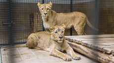 Dv� dvouleté samice z Portugalska svá jména teprve získají.