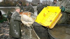 Výlov Dvorského rybníka u Zbirohu, patícího Lesní a rybniní správ Zbiroh