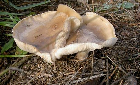 Strmlka mlenka patí k typickým podzimním houbám.