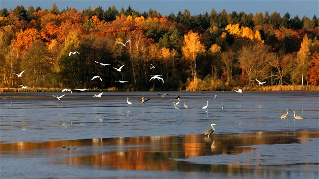 Amerika je také chránnou pírodní rezervací vodního ptactva, pro volavky