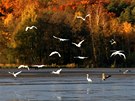 Amerika je také chránnou pírodní rezervací vodního ptactva, pro volavky