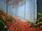 Slavkovský les u Mariánských Lázní. Miluji podzimní brouzdání lesem, kdy listí