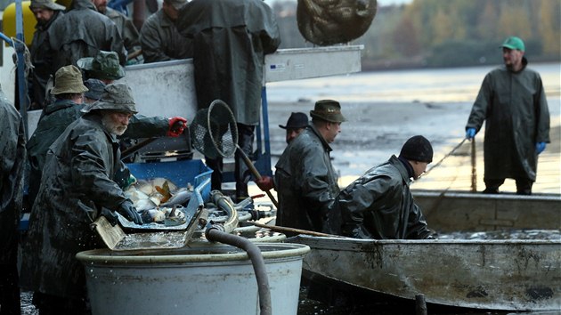 S výlovem rybníku Amerika začali rybáři ve čtvrtek ráno.