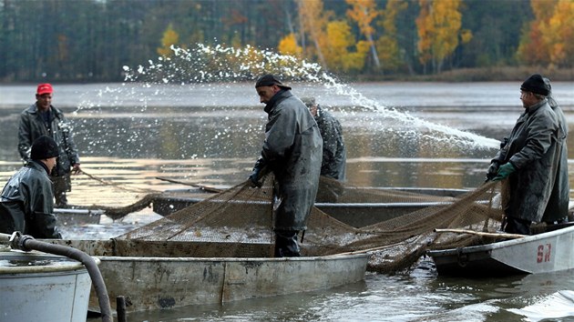 S rozlohou 60 hektar je rybnk Amerika nejvt v Karlovarskm kraji. Jeho vlov potrv a do ptenho odpoledne.