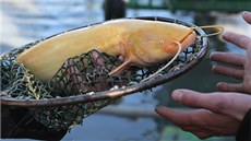 Výlov Hradeckého rybníku u Tova�ova na P�erovsku p�ilákal na deset tisíc lidí.