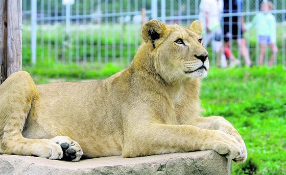 V Zoo Tábor-Větrovy si můžete prohlédnout například lva pustinného.
