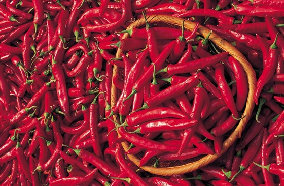 Chili papriky (ilustran snmek).
