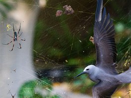 V zajetí pavučiny se ocitl rybák klínoocasý (Anous stolidus) na malém ostrůvku...