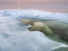 Přestože většina fotografií lední medvědy zachycuje na souši, víc času tráví...