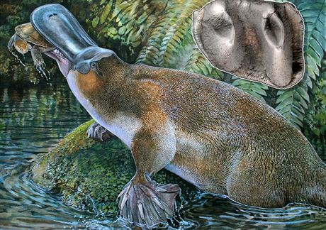 Obdurodon tharalkooschild, velký zubatý ptakopysk, který kdysi obýval...