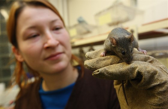 Doktorandka Iva Martincová drí jednu z laboratorních myí.