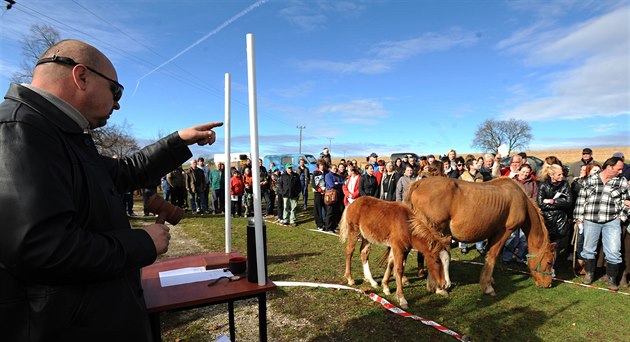 Zájem o dra�bu týraných koní byl v Rousínov� na Rakovnicku velký