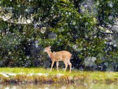 týden obrazem fotografie, shín, vloky, srnec, srnka