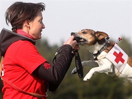 Ukázky výcviku záchranářských psů mohli vidět návštěvníci výstavy domácích...