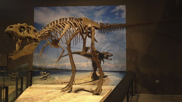 Kostra nov objevenho dinosaura, kter dostal jmno Lythronax argestes v muzeu v Salt Lake City.