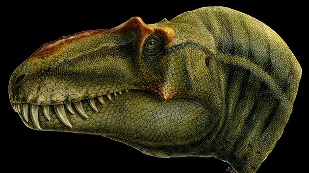 Lebka nov objevenho dinosaura, kter dostal jmno Lythronax argestes.