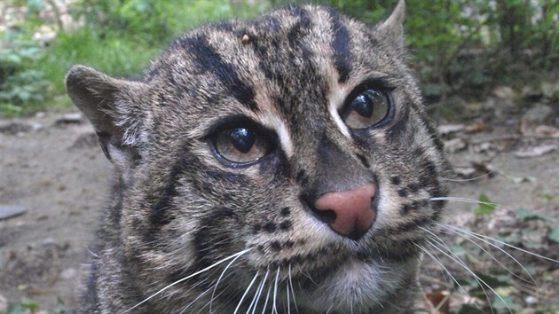 Dnsk zoo zskala nov pr koek rybskch. Dvouletou samici ze vdska a zhruba stejn starho samce z Francie.