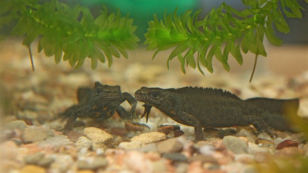 Ve v�zkumn�ch laborato��ch chovaj� a zkoumaj� vz�cn� �olky. Na sn�mku jeho nejv�t�� druh v �esku - �olek drav�.