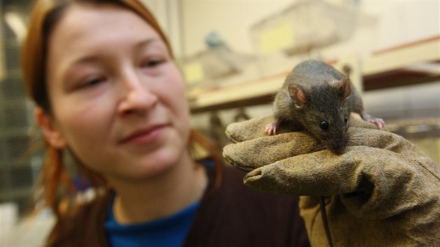 Doktorandka Iva Martincová drží jednu z laboratorních myší.
