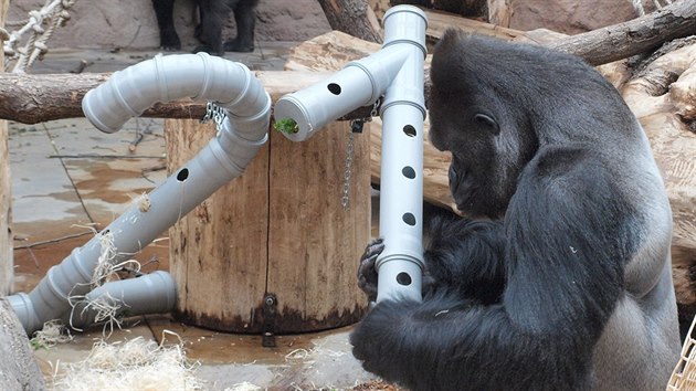 P�ed rokem dostal Richard k narozenin�m velk� hlavolam. Letos pro n�j chovatel� maj� p�ipraven� zase trochu jin� p�ekvapen�.