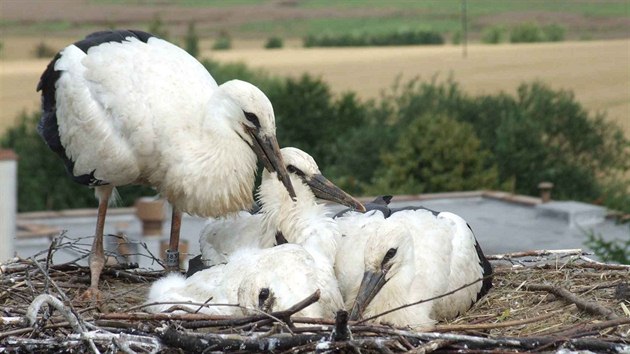 Čáp, který se letos objevil v Německu, našel před čtyřmi roky adoptivní rodinu v Draženově na Domažlicku. Tady ho ornitologové podstrčili do hnízda ke dvěma sourozencům a vyfotografovali.