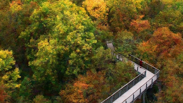 Nrodn park Hainich, stezka v korunch strom (podzim)