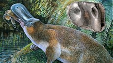 Obdurodon tharalkooschild, velký zubatý ptakopysk, který kdysi obýval...