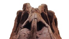 Lebka nov objeveného dinosaura, který dostal jméno Lythronax argestes