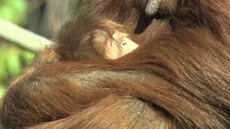 Orangutaní matka ukázala dvoutýdenní mlád. (9. listopadu 2013)