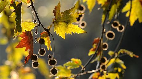 Teplé poasí bez vtích de by podle pedpovdi meteorolog mlo vydret do konce listopadu.