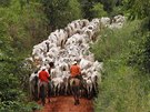 Herders drive cattle, which were raised on pasture grown on an area of...