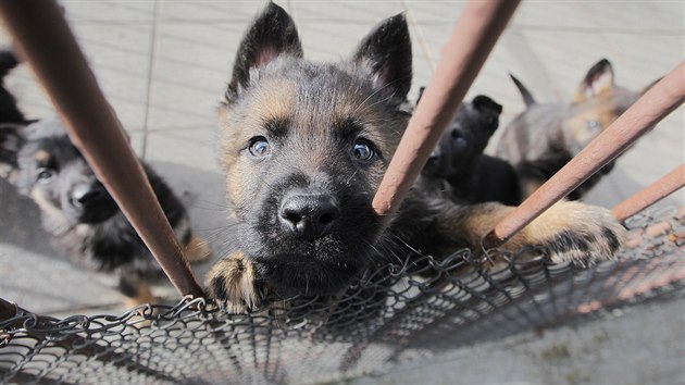 Vlohy jednotlivch ps se daj ovlivovat tm, e se do chovu vybraj jen nadprmrn jedinci.