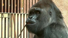 Gorilí samec Richard z praské ZOO oslavil své 22. narozeniny, pochutnal si na