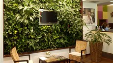 S hydroponií není zelená stna v interiéru nic nemoného.