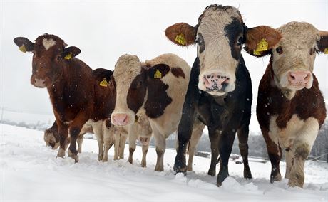 S dotacemi od Evropské unie mohou poítat i chovatelé krav. (ilustraní snímek)