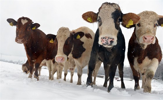 S dotacemi od Evropské unie mohou počítat i chovatelé krav. (ilustrační snímek)