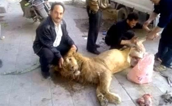 Vyhladovlí povstalci v Damaku sndli lva, symbol Asadova klanu