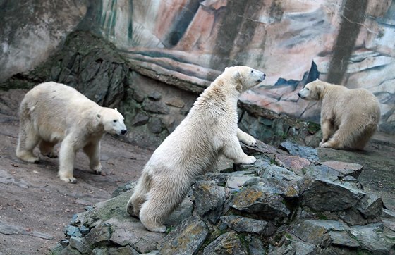 Brnnská lední medvíata Kometa a Nanuk oslavila své první narozeniny.