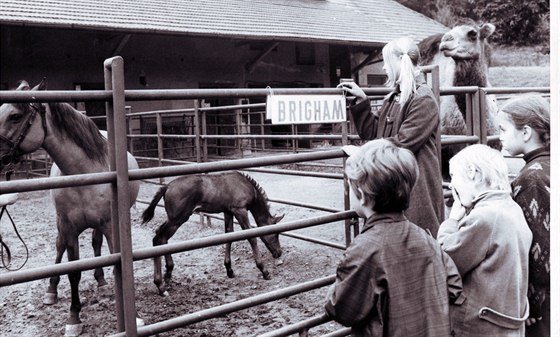 Zoologická zahrad v Plzni na Lochotíně byla otevřena na podzim roku 1963. Tehdy tu měli 29 druhů zvířat.