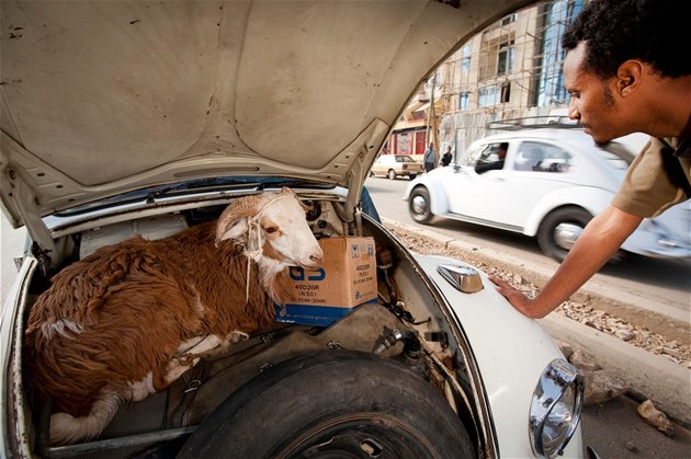 Koza v aut (ilustraní foto)